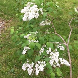 Meet your Posher, Alexander